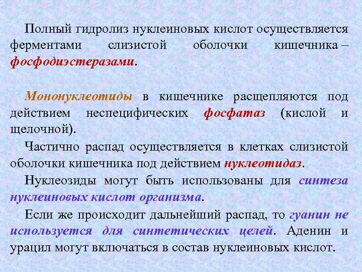 Полный гидролиз нуклеиновых кислот осуществляется ферментами слизистой оболочки кишечника – фосфодиэстеразами Мононуклеотиды в кишечнике