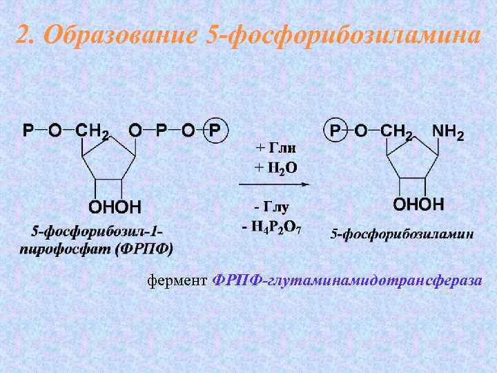 2. Образование 5 -фосфорибозиламина фермент ФРПФ-глутаминамидотрансфераза 