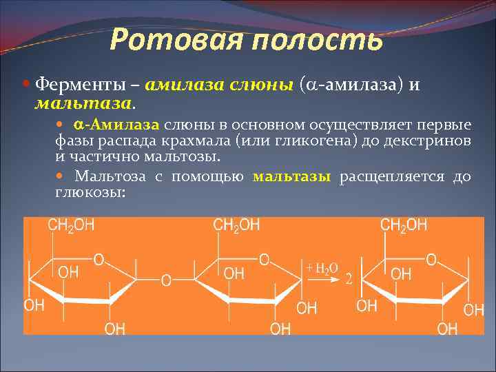 Что такое амилаза. Ферменты амилаза и мальтаза. Амилаза слюны. Амилаза и мальтаза слюны. Крахмал амилаза мальтоза.