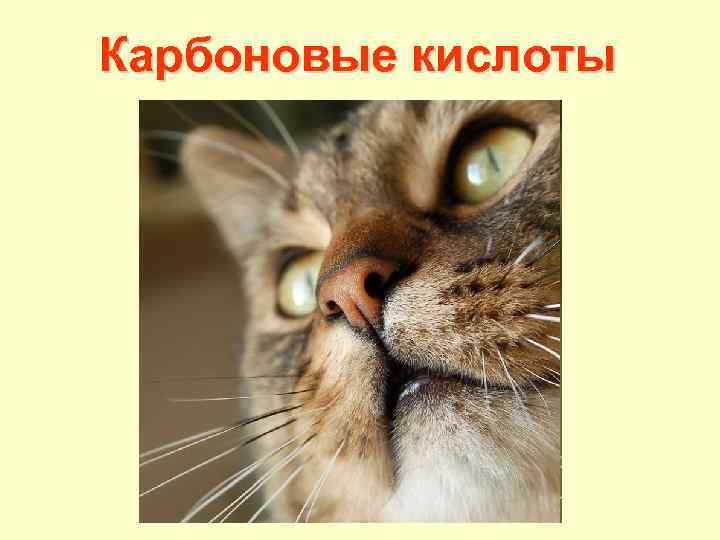 Карбоновые кислоты 