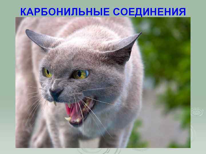 КАРБОНИЛЬНЫЕ СОЕДИНЕНИЯ 