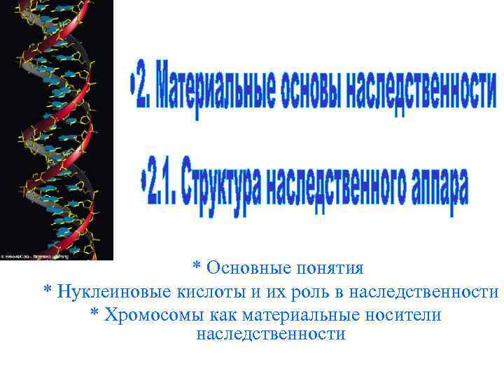 * Основные понятия * Нуклеиновые кислоты и их роль в наследственности * Хромосомы как