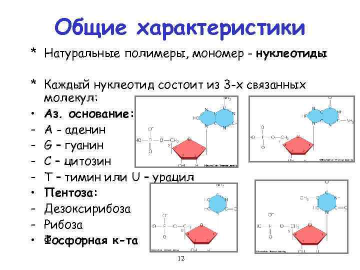 Общие характеристики * Натуральные полимеры, мономер - нуклеотиды * Каждый нуклеотид состоит из 3