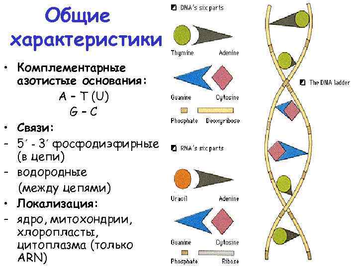 Общие характеристики • Комплементарные азотистые основания: A – T (U) G–C • Связи: -