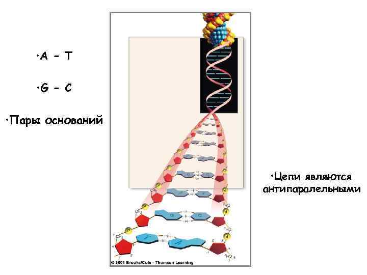  • A - T • G - C • Пары оснований • Цепи