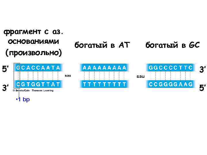 фрагмент с аз. основаниями (произвольно) 5’ богатый в AT sau 3’ богатый в GC