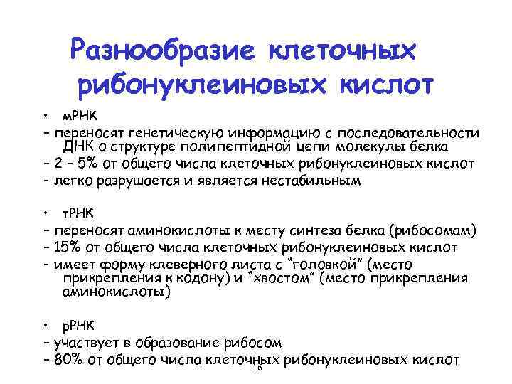 Разнообразие клеточных рибонуклеиновых кислот • м. РНК • т. РНК • р. РНК –