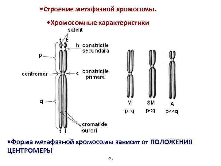 Строение хромосомы фото