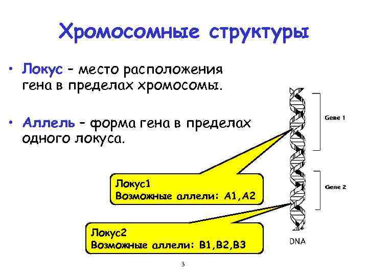 Хромосомные структуры • Локус – место расположения гена в пределах хромосомы. • Аллель –