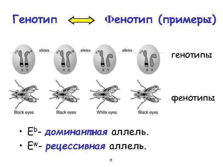 Определить фенотип по фото