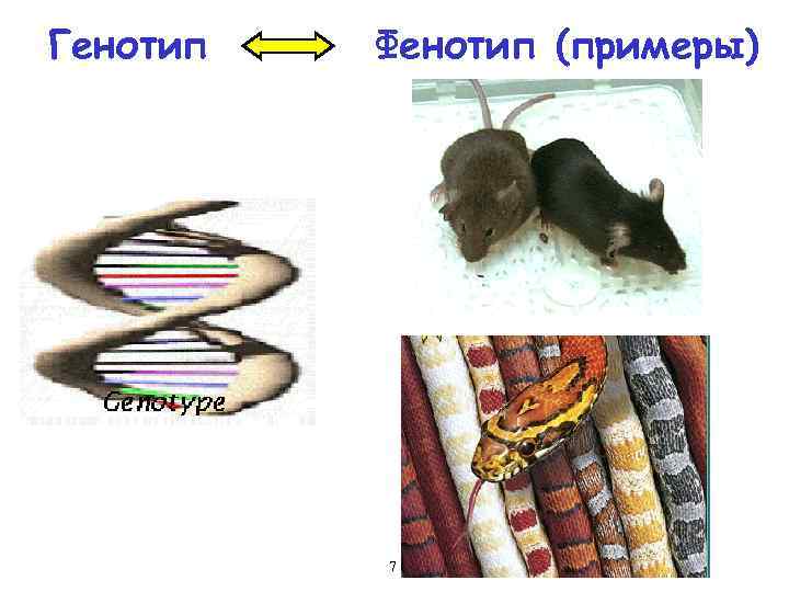 Генотип Фенотип (примеры) 7 