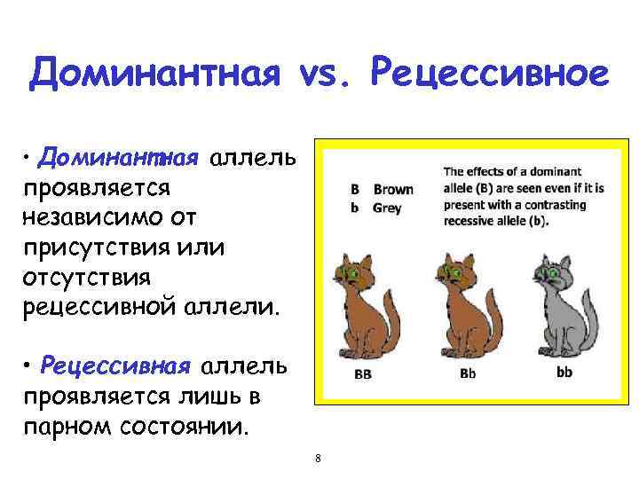 Доминантная vs. Рецессивное • Доминантная аллель проявляется независимо от присутствия или отсутствия рецессивной аллели.