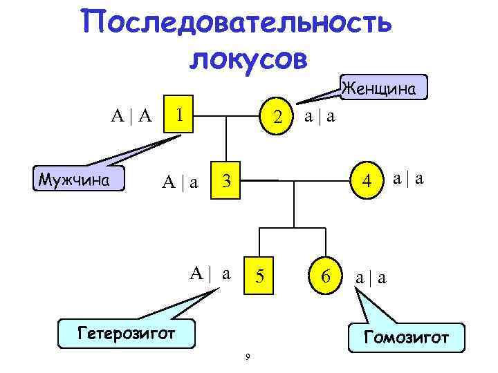 Последовательность локусов Женщина A|A Мужчина 1 2 A|a a|a 4 3 A| a 5