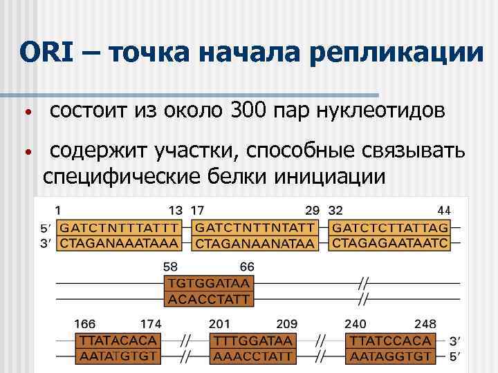 ORI – точка начала репликации • • состоит из около 300 пар нуклеотидов содержит