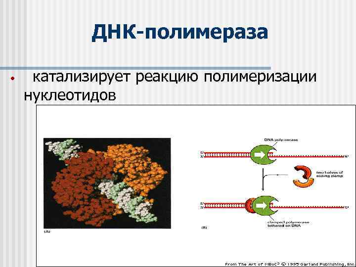 ДНК-полимераза • катализирует реакцию полимеризации нуклеотидов 