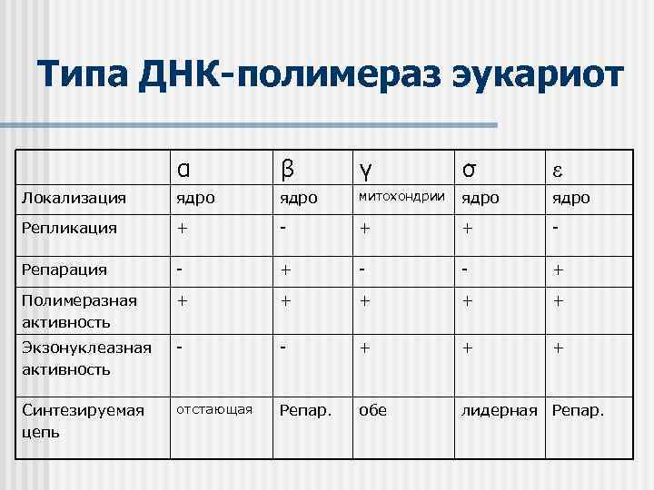 Типа ДНК-полимераз эукариот α β γ σ Локализация ядро митохондрии ядро Репликация + -