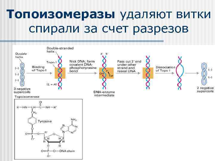 Топоизомеразы удаляют витки спирали за счет разрезов 