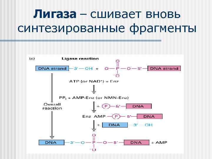 Лигаза – сшивает вновь синтезированные фрагменты 
