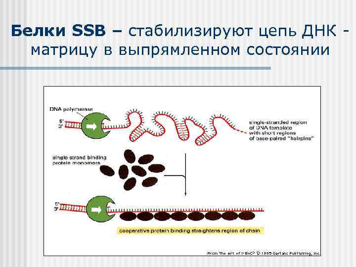 Белки SSB – стабилизируют цепь ДНК матрицу в выпрямленном состоянии 