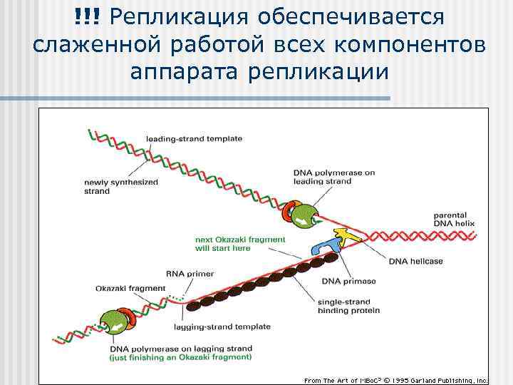 !!! Репликация обеспечивается слаженной работой всех компонентов аппарата репликации 