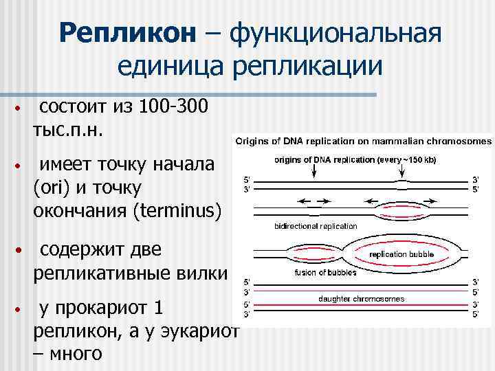 Репликон – функциональная единица репликации • состоит из 100 -300 тыс. п. н. •