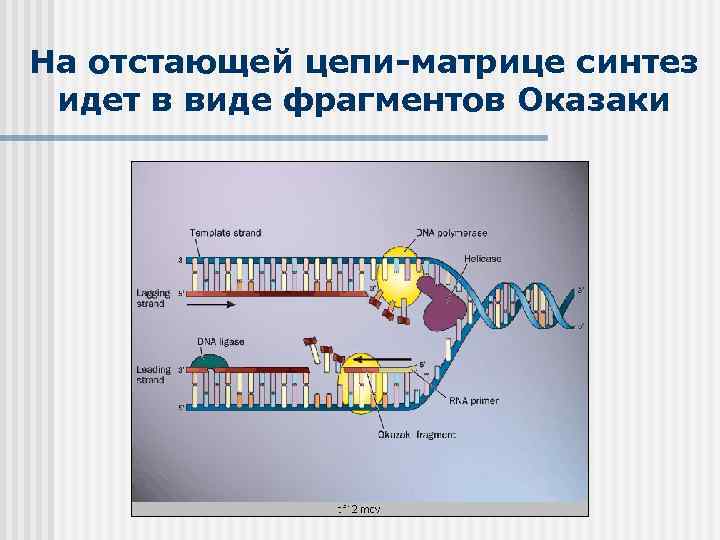 На отстающей цепи-матрице синтез идет в виде фрагментов Оказаки 