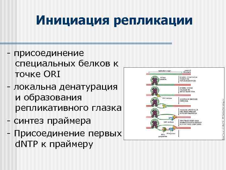 Инициация репликации - присоединение специальных белков к точке ORI - локальна денатурация и образования