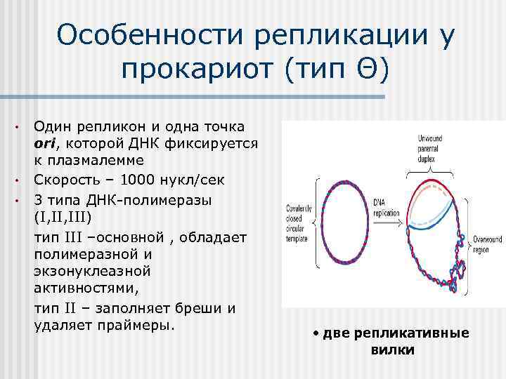 Особенности репликации у прокариот (тип Θ) • • • Один репликон и одна точка
