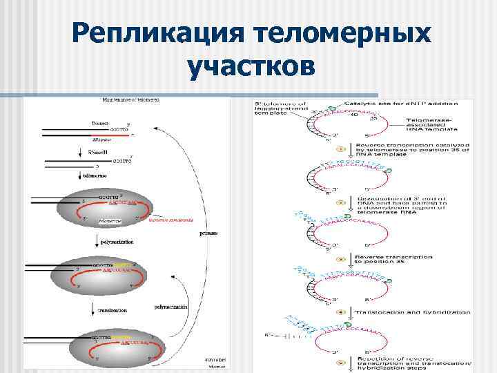 Репликация теломерных участков 