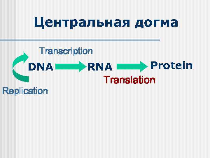 Центральная догма Transcription DNA Replication Protein RNA Translation 