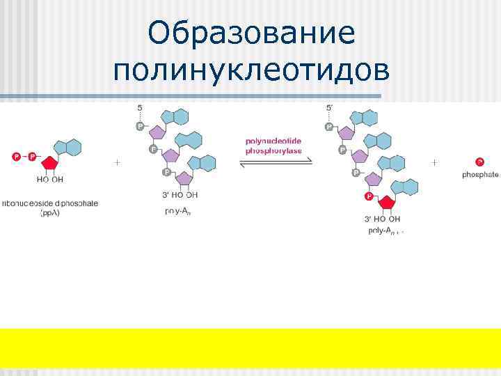 Образование полинуклеотидов 