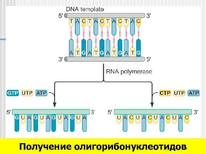 Получение олигорибонуклеотидов 