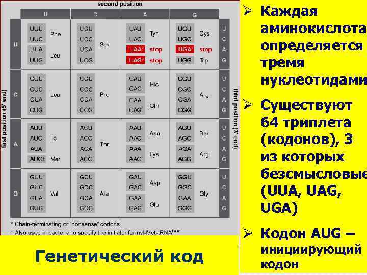 Ø Каждая аминокислота определяется тремя нуклеотидами Ø Существуют 64 триплета (кодонов), 3 из которых