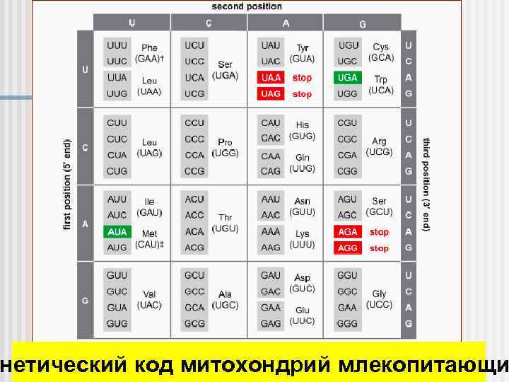 нетический код митохондрий млекопитающи 