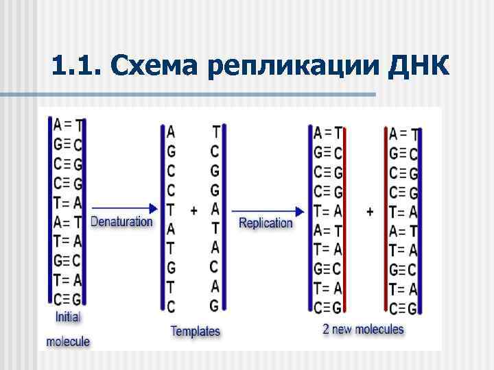 1. 1. Схема репликации ДНК 