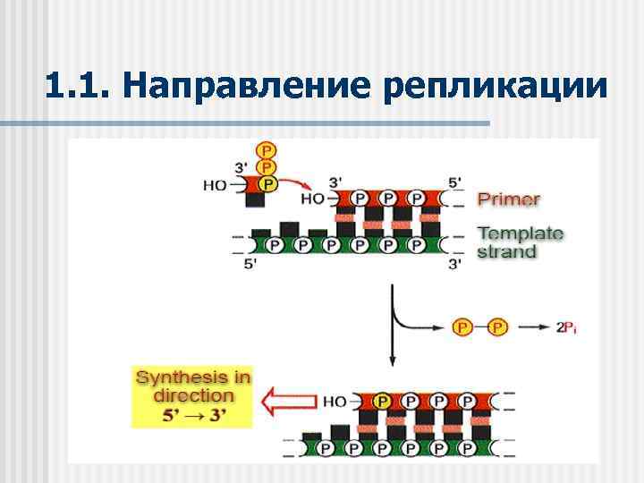 1. 1. Направление репликации 