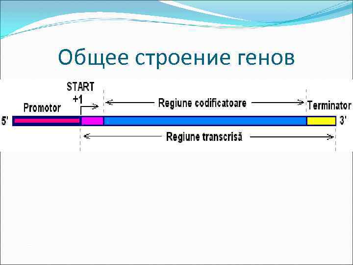 Общее строение генов 