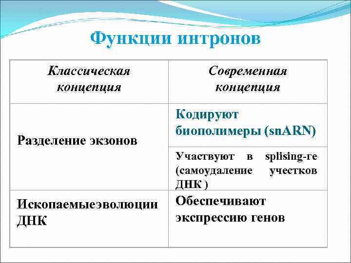 Функции интронов Классическая концепция Разделение экзонов Современная концепция Кодируют биополимеры (sn. ARN) Участвуют в