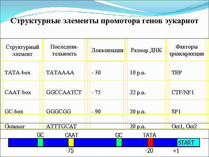 Структурные элементы промотора генов эукариот Структурный элемент Последовательность Локализация Размер ДНК Факторы транскрипции TATA-box