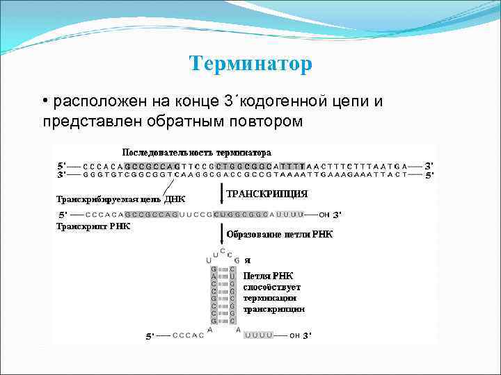 Терминатор • расположен на конце 3´кодогенной цепи и представлен обратным повтором 