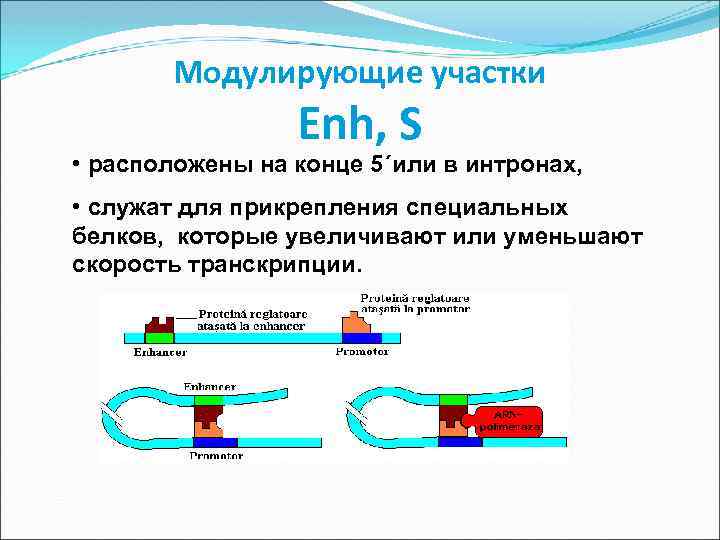 Модулирующие участки Enh, S • расположены на конце 5´или в интронах, • служат для