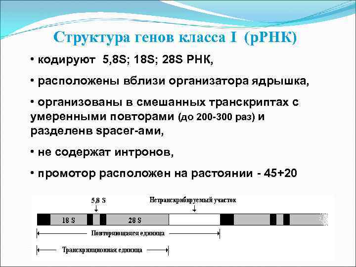 Структура генов класса I (р. РНК) • кодируют 5, 8 S; 18 S; 28