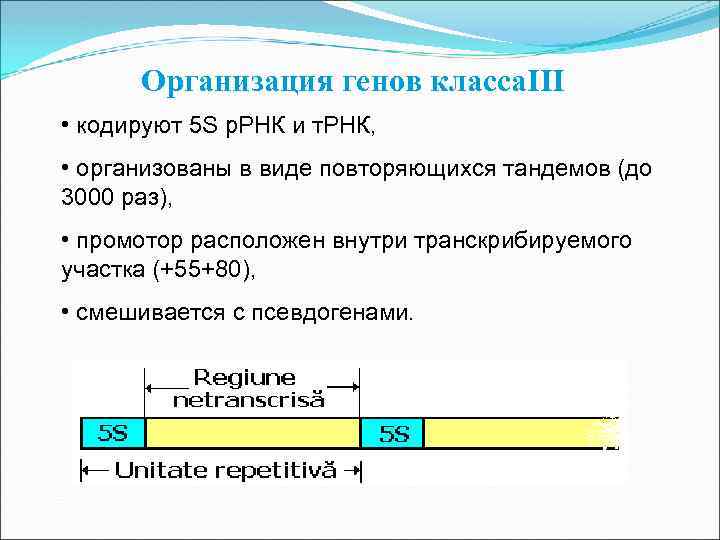 Организация генов класса. III • кодируют 5 S р. РНК и т. РНК, •