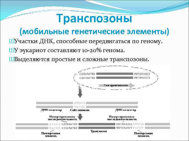 Транспозоны (мобильные генетические элементы) ШУчастки ДНК, способные передвигаться по геному. ШУ эукариот составляют 10