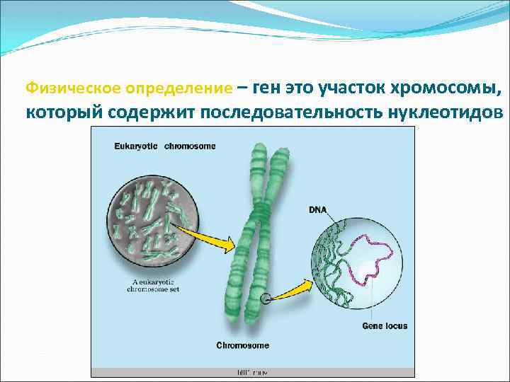 Физическое определение – ген это участок хромосомы, который содержит последовательность нуклеотидов 