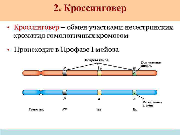 2. Кроссинговер • Кроссинговер – обмен участками несестринских хроматид гомологичных хромосом • Происходит в