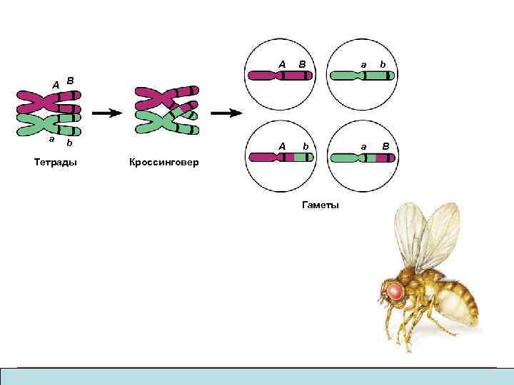 A B a b a B A B a b Тетрады A b Кроссинговер