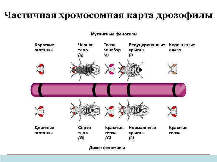 Хромосомная теория наследственности сцепленное наследование генов 10 класс презентация