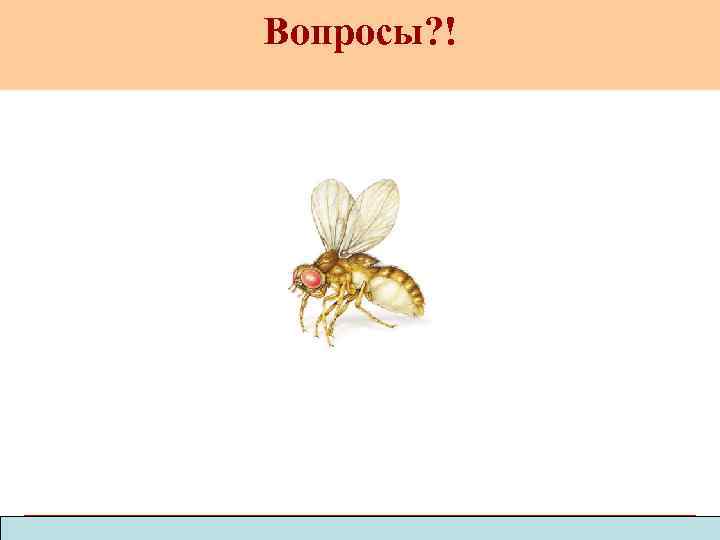 Вопросы? ! Copyright © 2003 Pearson Education, Inc. publishing as Benjamin Cummings 