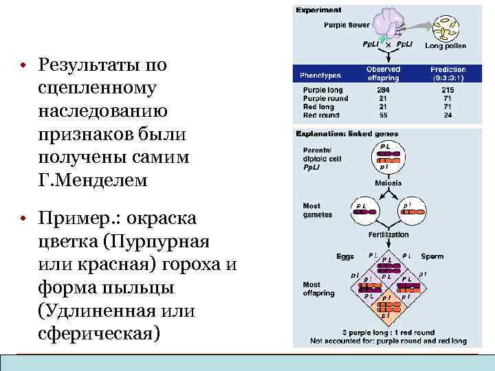  • Результаты по сцепленному наследованию признаков были получены самим Г. Менделем • Пример.